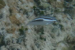 Image of Three-lined monocle bream