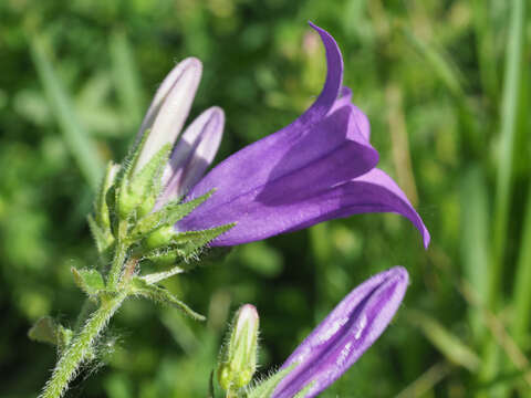 Image de Campanula sibirica subsp. hohenackeri (Fisch. & C. A. Mey.) Damboldt