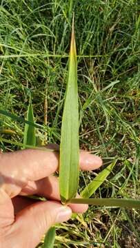 Plancia ëd Brachiaria texana (Buckley) S. T. Blake