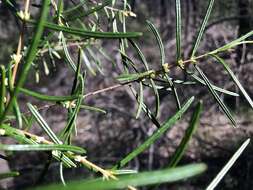 Image of Boronia splendida M. F. Duretto