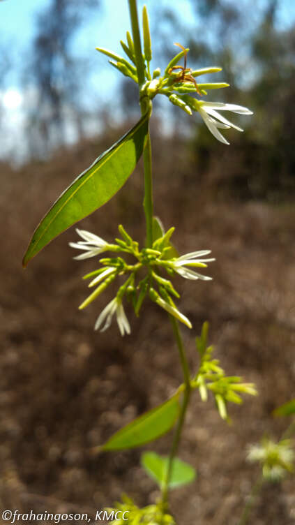 Plectaneia thouarsii Roem. & Schult.的圖片