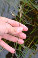 Image of Rytidosperma duttonianum (Cashmore) Connor & Edgar