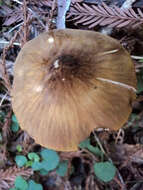 Image of Pluteus leoninus (Schaeff.) P. Kumm. 1871