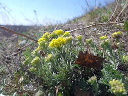 Sivun Alyssum lenense Adams kuva