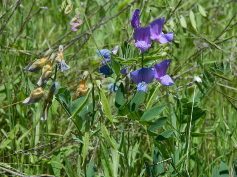 Lathyrus pauciflorus Fernald resmi