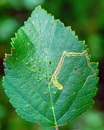 Stigmella confusella (Wood & Walsingham 1894) Vári 1944的圖片