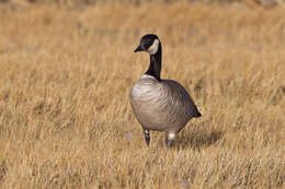 Plancia ëd Branta hutchinsii (Richardson 1832)