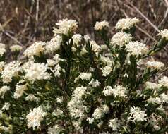 Image of Pimelea glauca R. Br.