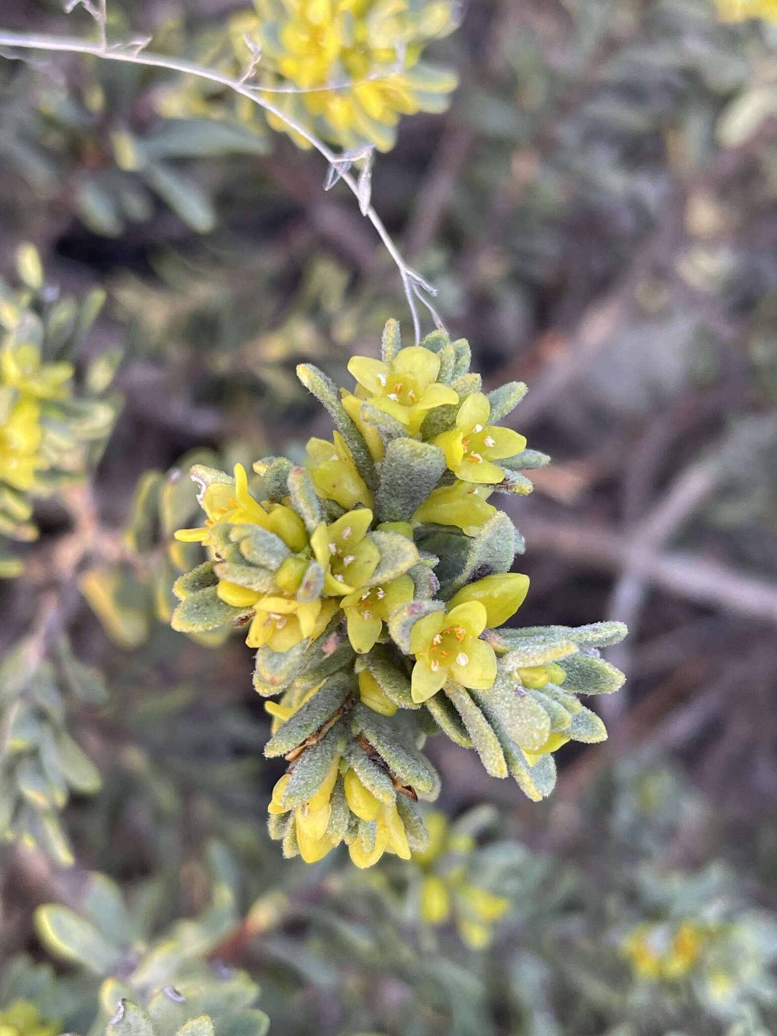 Слика од Thymelaea tinctoria (Pourr.) Endl.