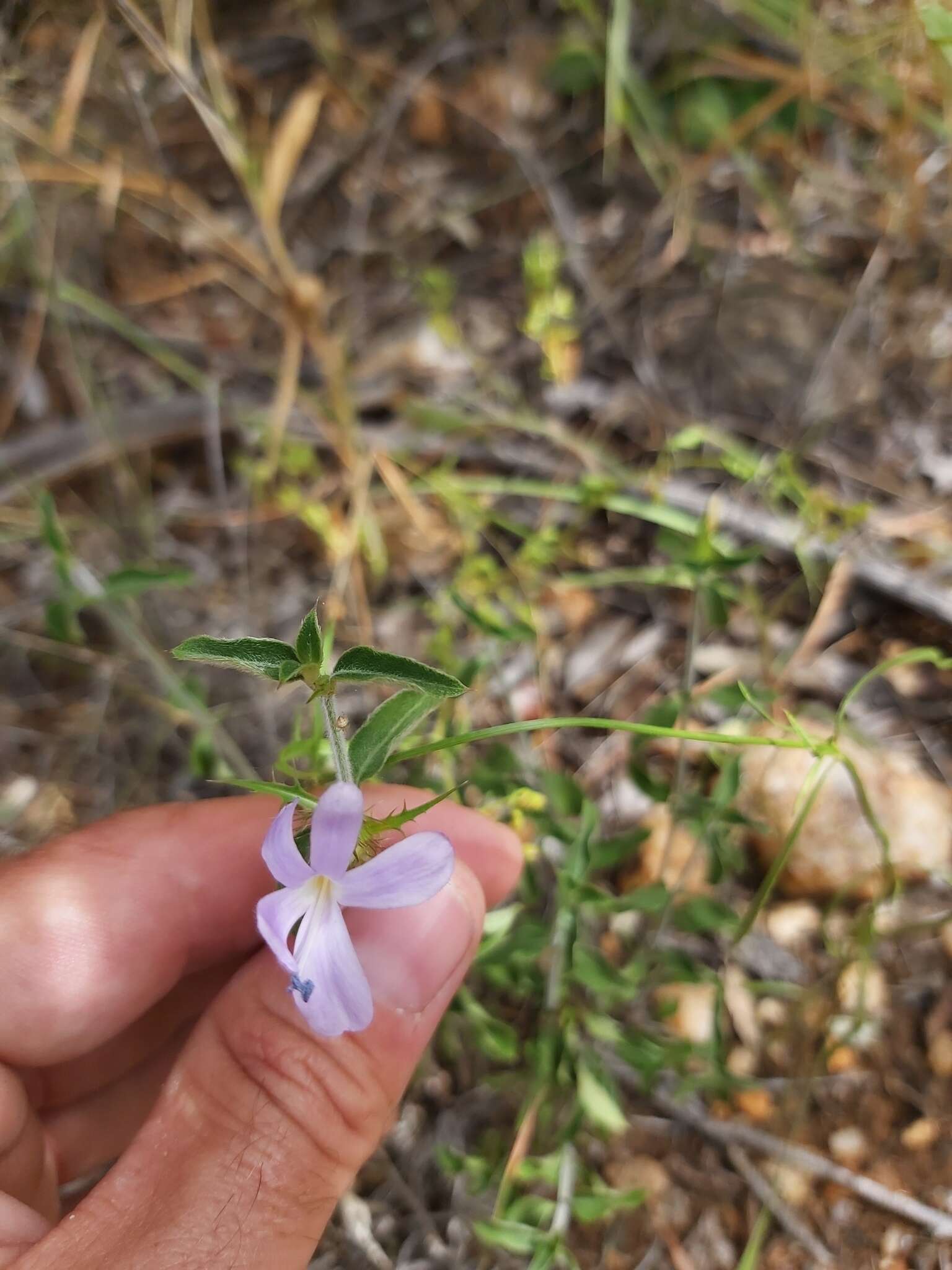 Imagem de Barleria saxatilis Oberm.