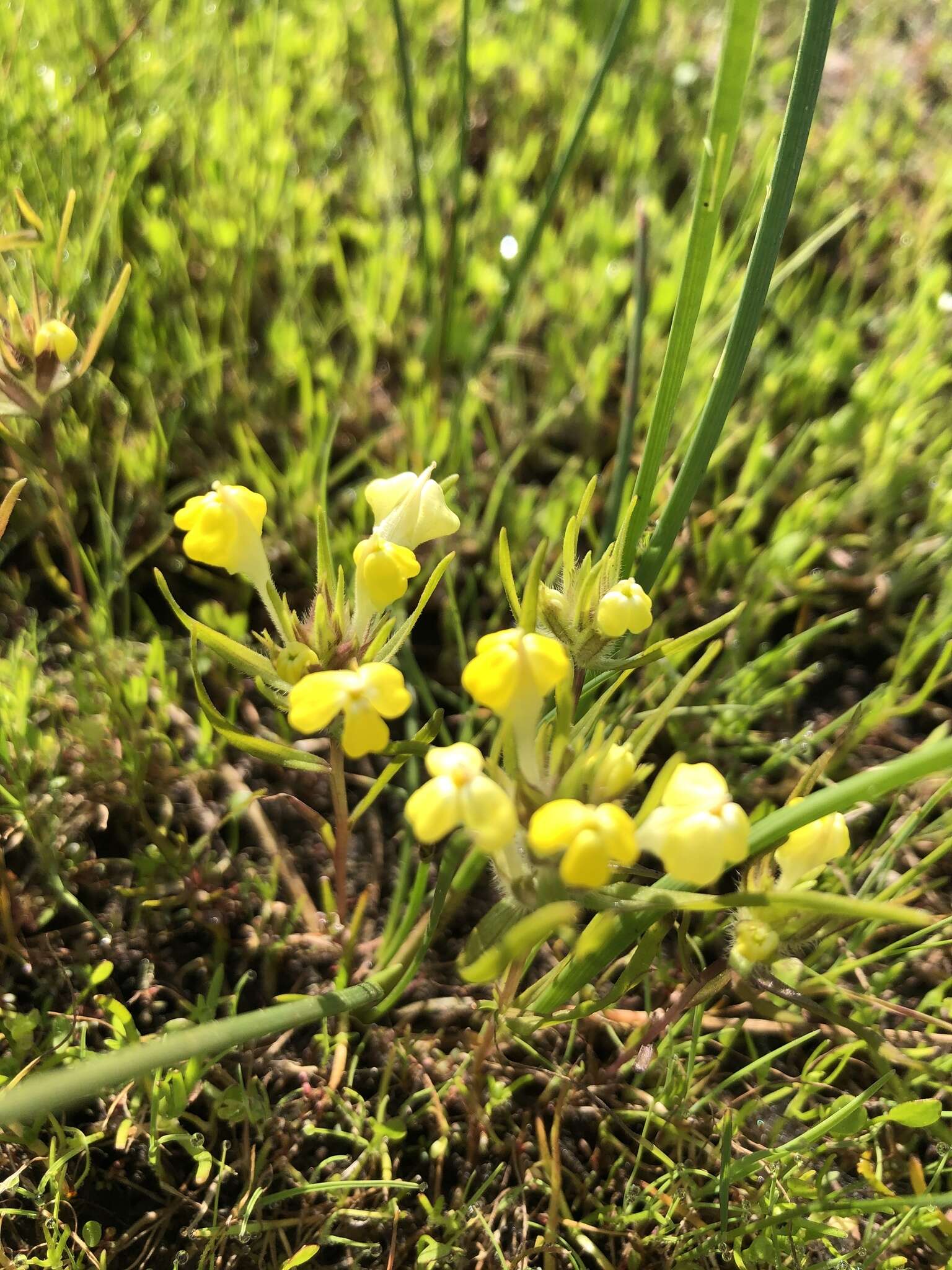 Image of yellowbeak owl's-clover