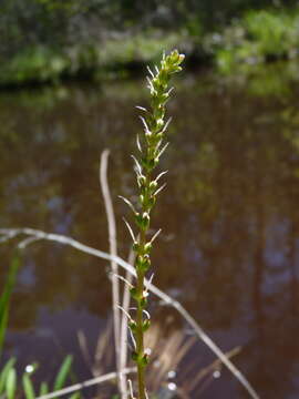 Imagem de Plantago sparsiflora Michx.