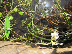 Image of Cape pondweed