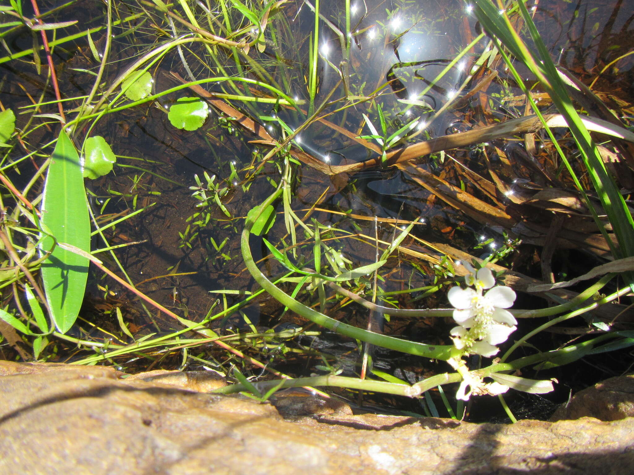 Image of Cape pondweed