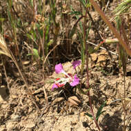 Sivun Clarkia tembloriensis Viasek kuva