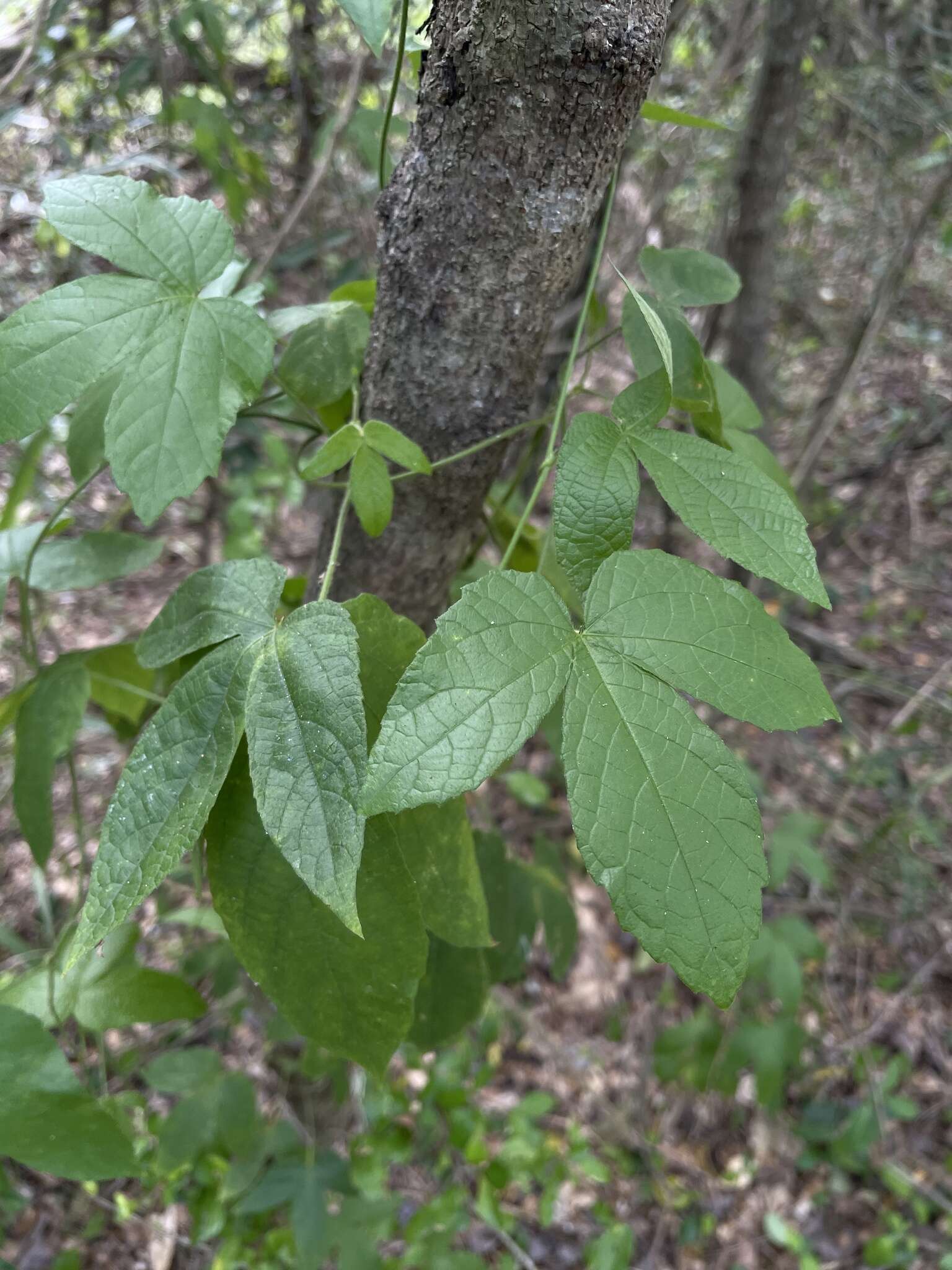 Plancia ëd Dalechampia scandens L.