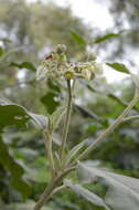 Image of potatotree