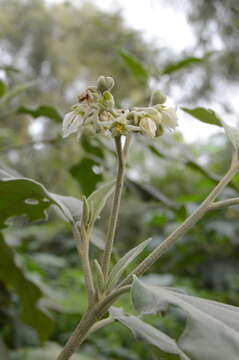 Image of potatotree