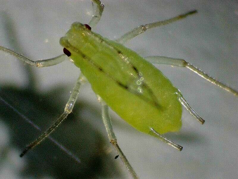 Image of Aphid