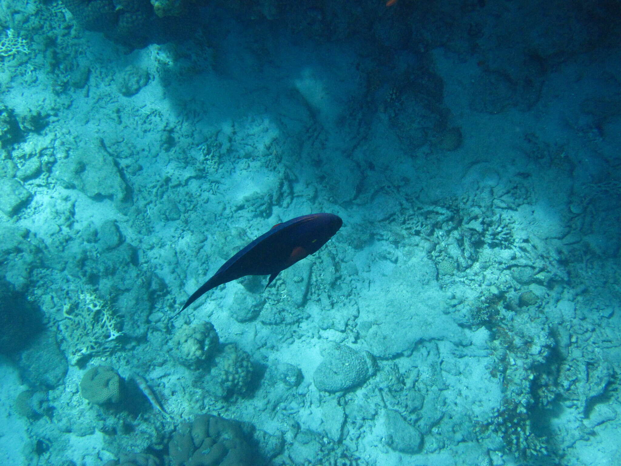 Image of Dusky parrotfish