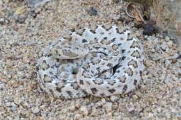 Image of Santa Catalina Island Rattlesnake