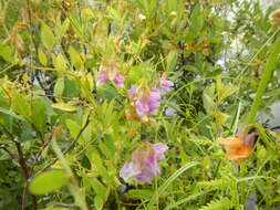 Слика од Lathyrus palustris L.