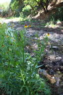 Image de Helenium amphibolum