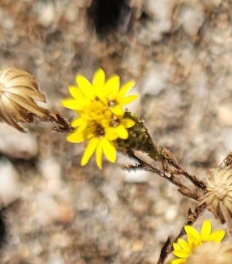 Plancia ëd Lessingia pectinata Greene