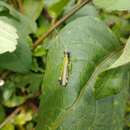 Poecilocloeus coffeaphilus Cadena-Castañeda, Cardona & Constantino 2018的圖片