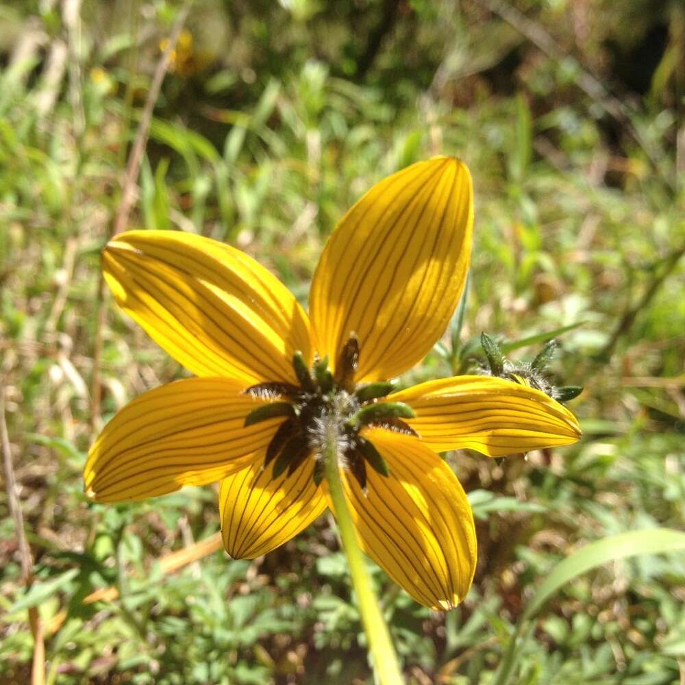 Image of Bidens triplinervia Kunth