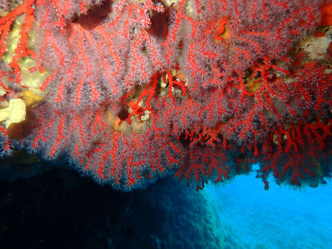 Image of Red coral