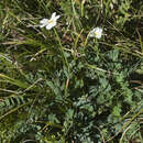 Image of Callianthemum sajanense Witasek