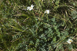 Слика од Callianthemum sajanense Witasek