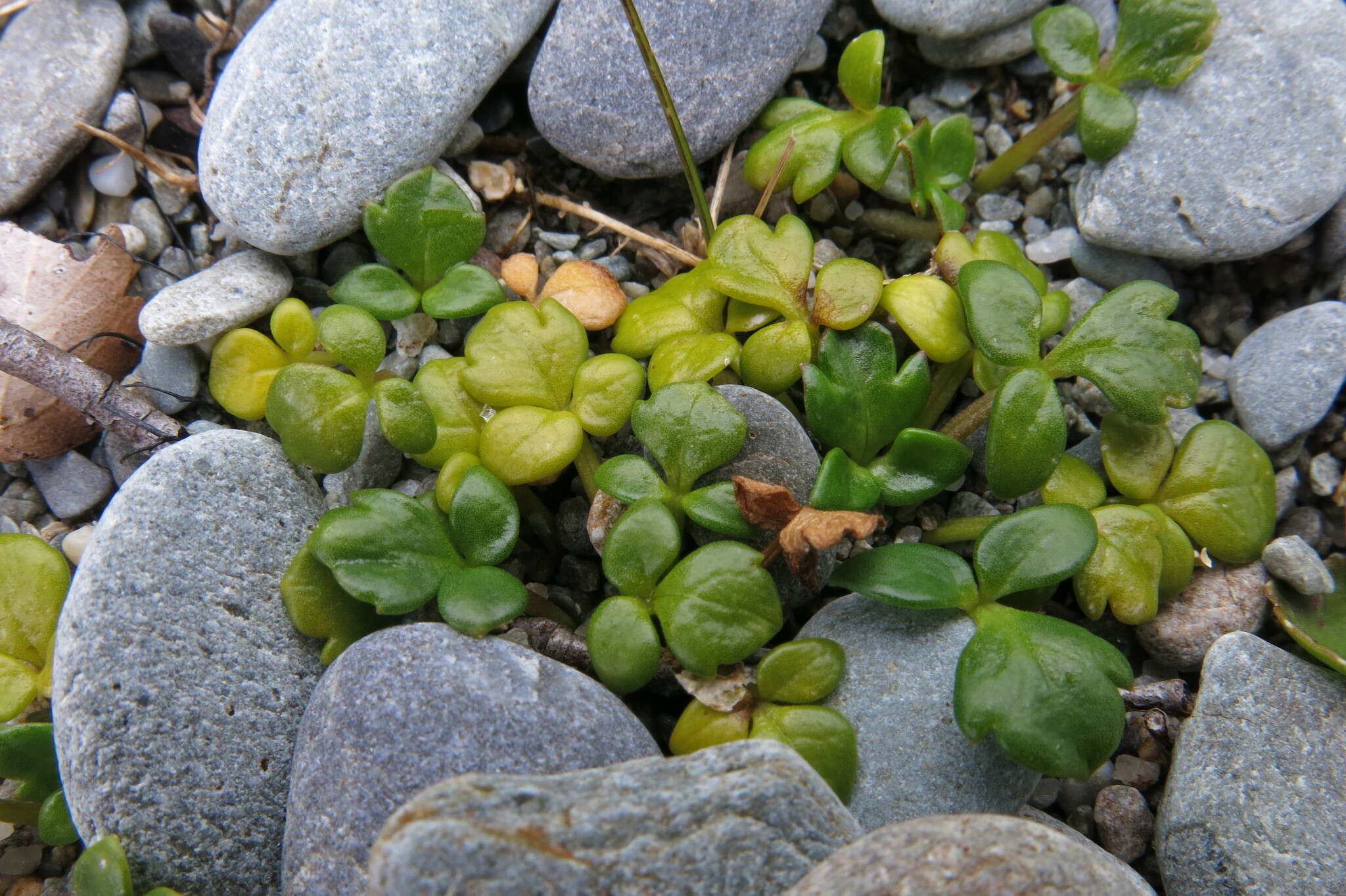 Image of Ranunculus acaulis Banks & Soland.