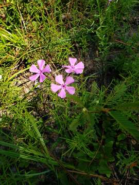 Image of Florida Phlox