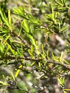 Image of Apalachicola St. John's-Wort