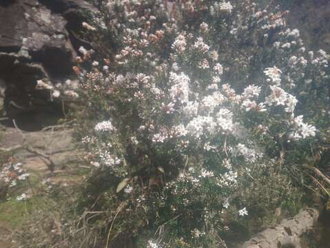 Image of Epacris moscalianus Crowden