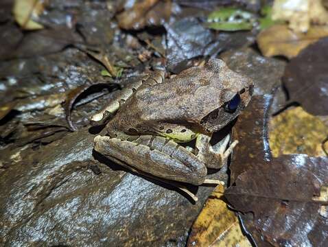 Image of Fleay’s Barred-frog