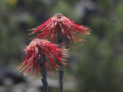 Image of Rocket pincushion