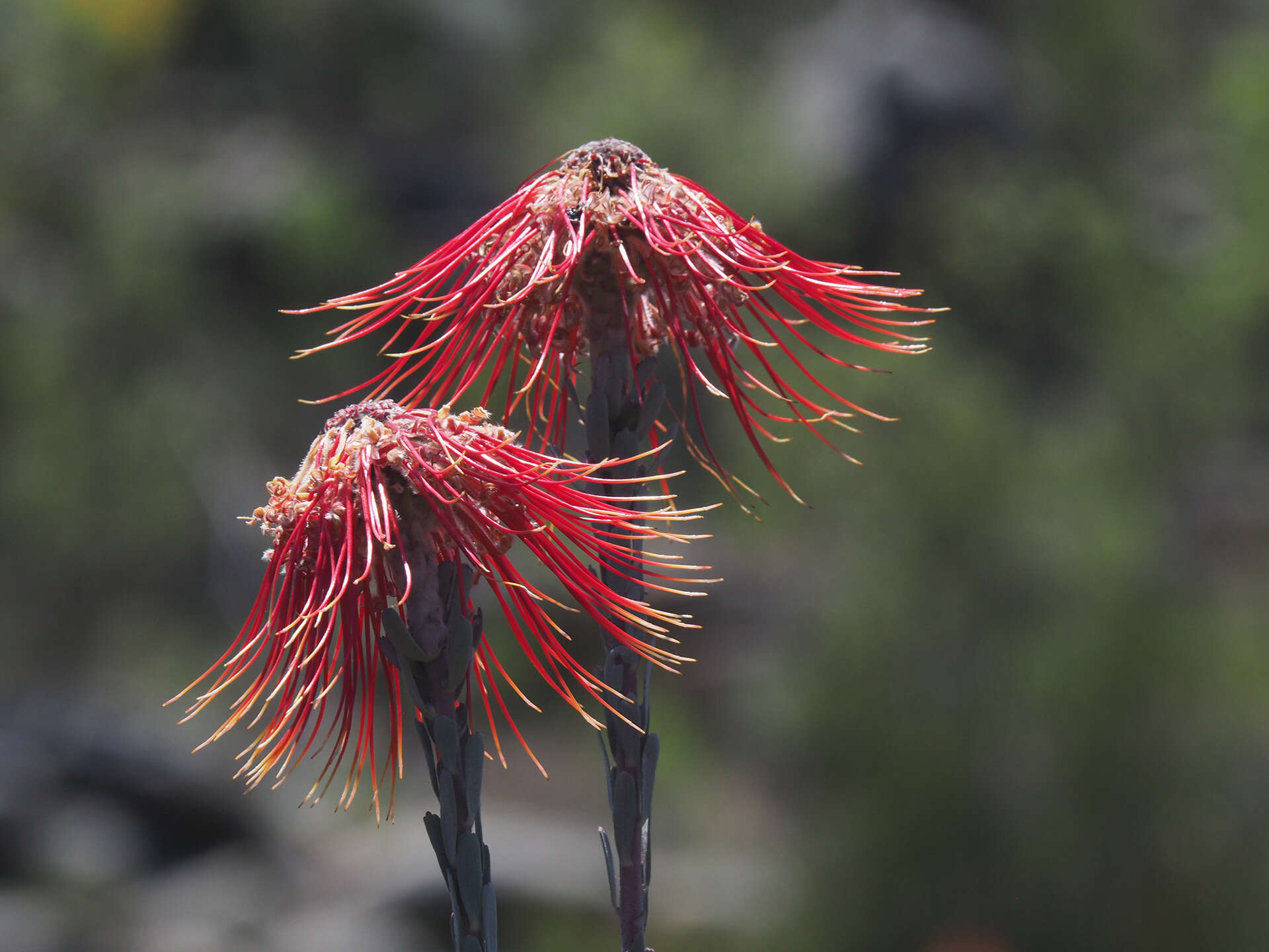 Sivun Leucospermum reflexum Buek ex Meissn. kuva