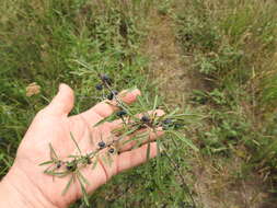 Image of Rhamnus erythroxyloides Hoffmanns.