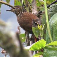 Image of Lineated Foliage-gleaner