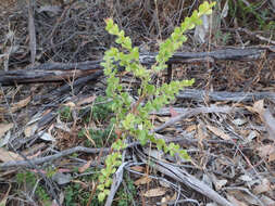 Image of gold-dust acacia