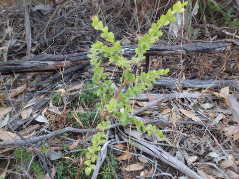 Image of gold-dust acacia