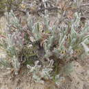 Plancia ëd Centella tridentata (L. fil.) Drude ex Domin