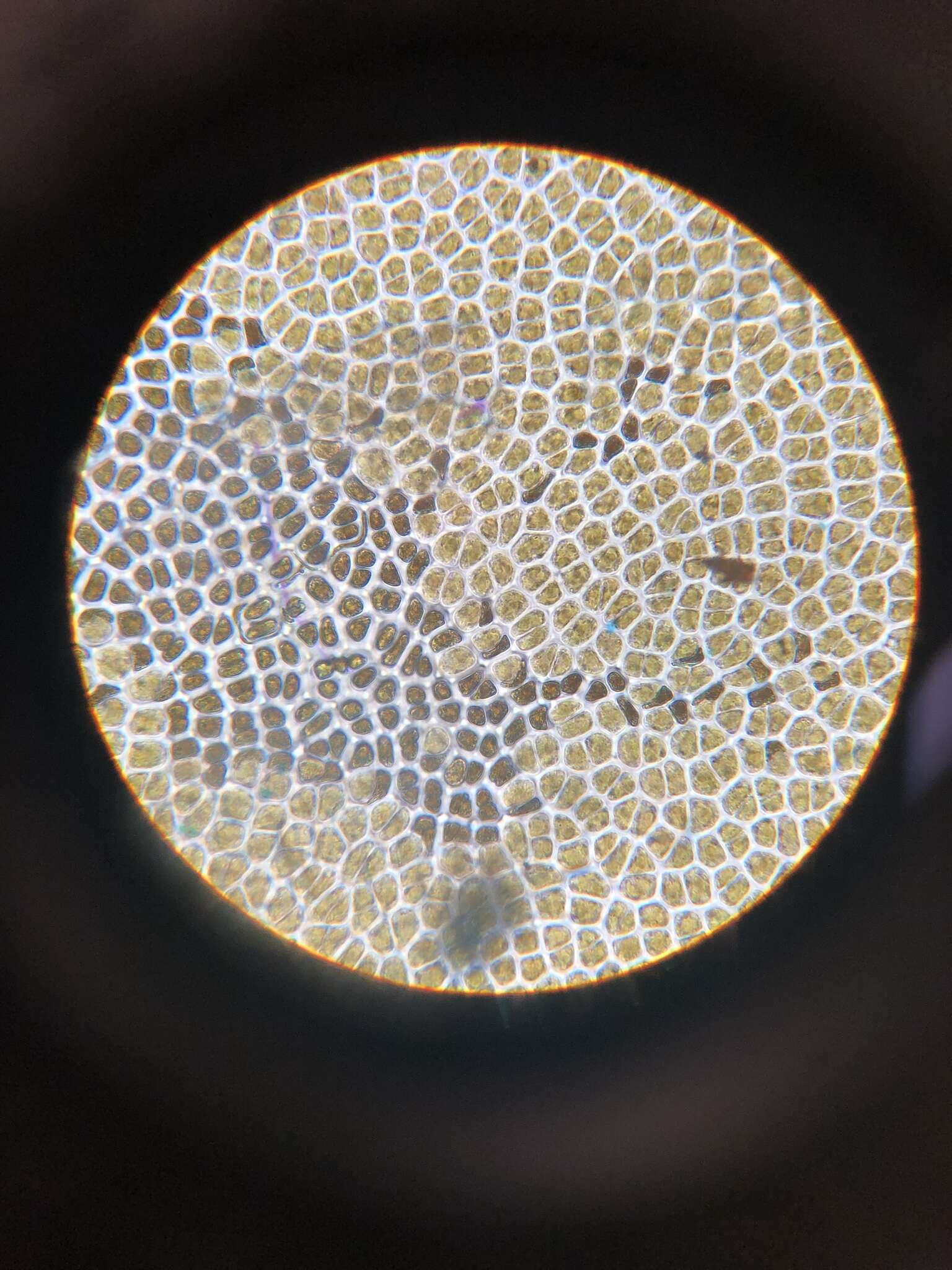 Image of Pyropia perforata
