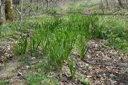 Image of Ornithogalum arcuatum Steven