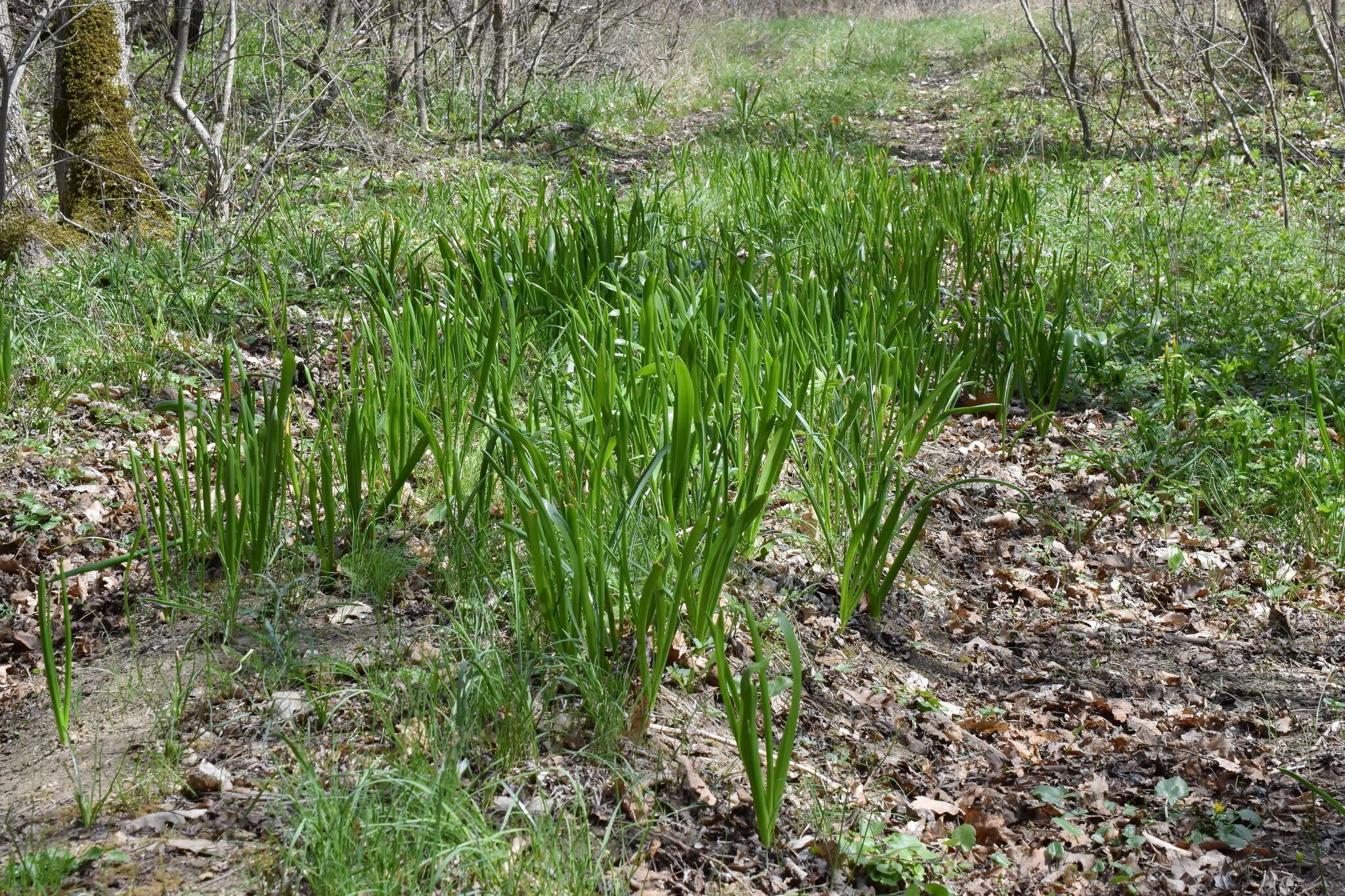 Image of Ornithogalum arcuatum Steven