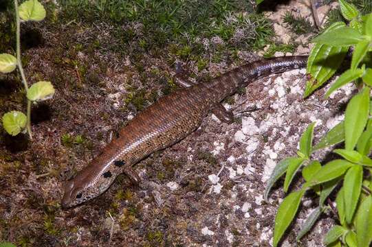 Слика од Sphenomorphus praesignis (Boulenger 1900)