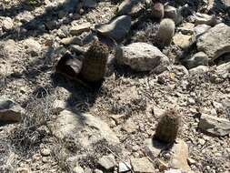 Image of Lloyd's hedgehog cactus